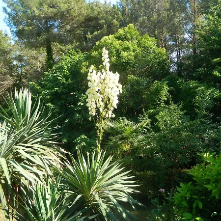 Vanda 公寓 *